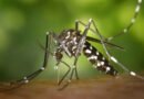 Mosquito-borne diseases has threaten World